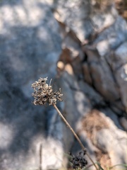 Allium marschalianum