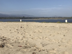 Sternula antillarum browni