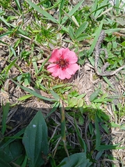 Potentilla nepalensis