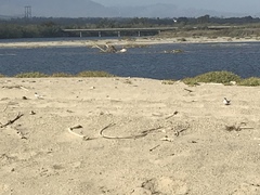 Sternula antillarum browni