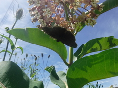 Erynnis baptisiae