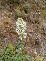 Penstemon confertus