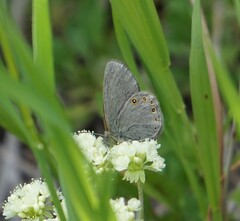Coenonympha haydenii