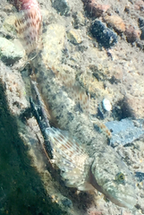 Cottus beldingii