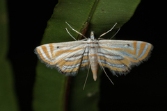 Parapoynx villidalis