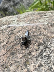 Orthetrum cancellatum