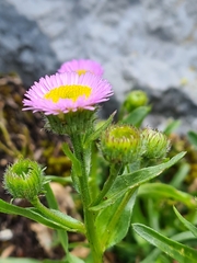 Erigeron alpinus