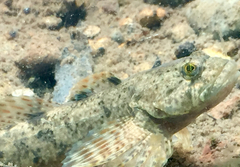 Cottus beldingii