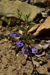 Scutellaria antirrhinoides