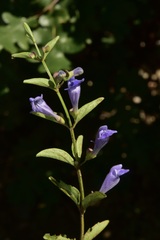 Scutellaria antirrhinoides