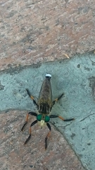 Promachus yesonicus