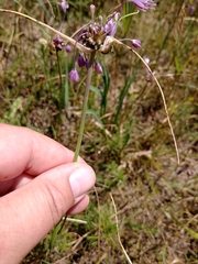 Allium carinatum