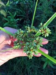 Cyperus virens
