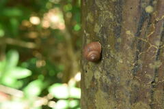 Acusta despecta despecta