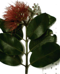 Metrosideros collina