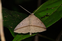 Ugia purpurea