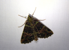 Charca canopus