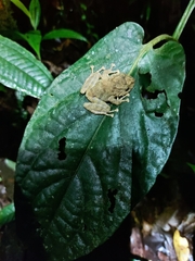 Pristimantis altamazonicus