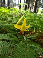 Lilium parryi