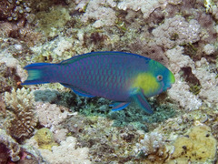 Greensnout Parrotfish photo 3