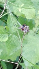 Cylindromyia bicolor