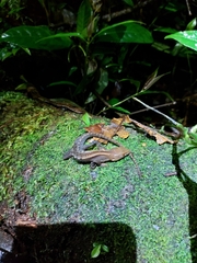 Gelanesaurus flavogularis