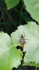 Otiorhynchus armadillo