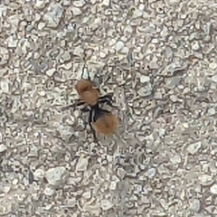 Dasymutilla coccineohirta