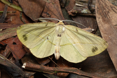 Omiza pachiaria
