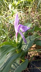 Roscoea purpurea