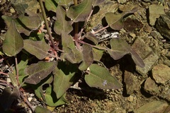 Eriogonum compositum compositum
