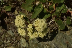 Eriogonum compositum compositum