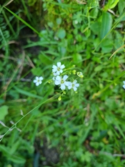 Heliosperma pusillum