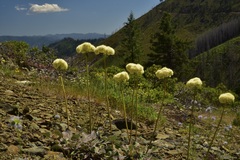 Eriogonum compositum compositum