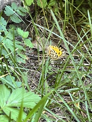 Arichanna melanaria