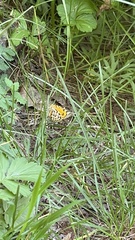 Arichanna melanaria