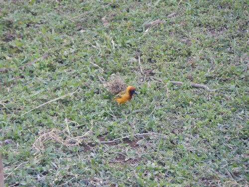 Northern Masked Weaver (Ploceus taeniopterus), photo 4