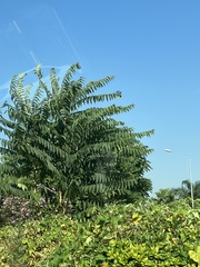 Ailanthus altissima