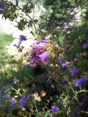 Campanula
