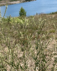Melilotus albus