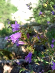 Campanula