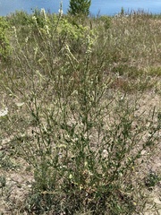 Melilotus albus
