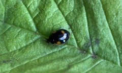 Adalia bipunctata
