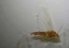 Ephemerella invaria