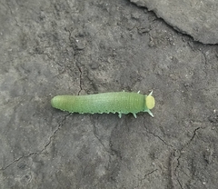 Cimbicinae
