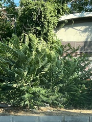 Ailanthus altissima