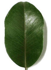 Metrosideros collina