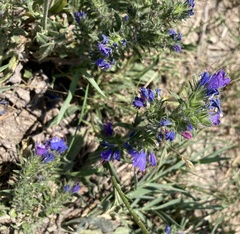 Echium vulgare