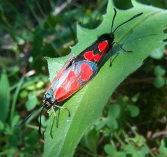 Zygaena armena