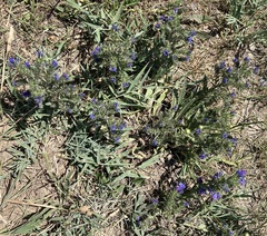 Echium vulgare